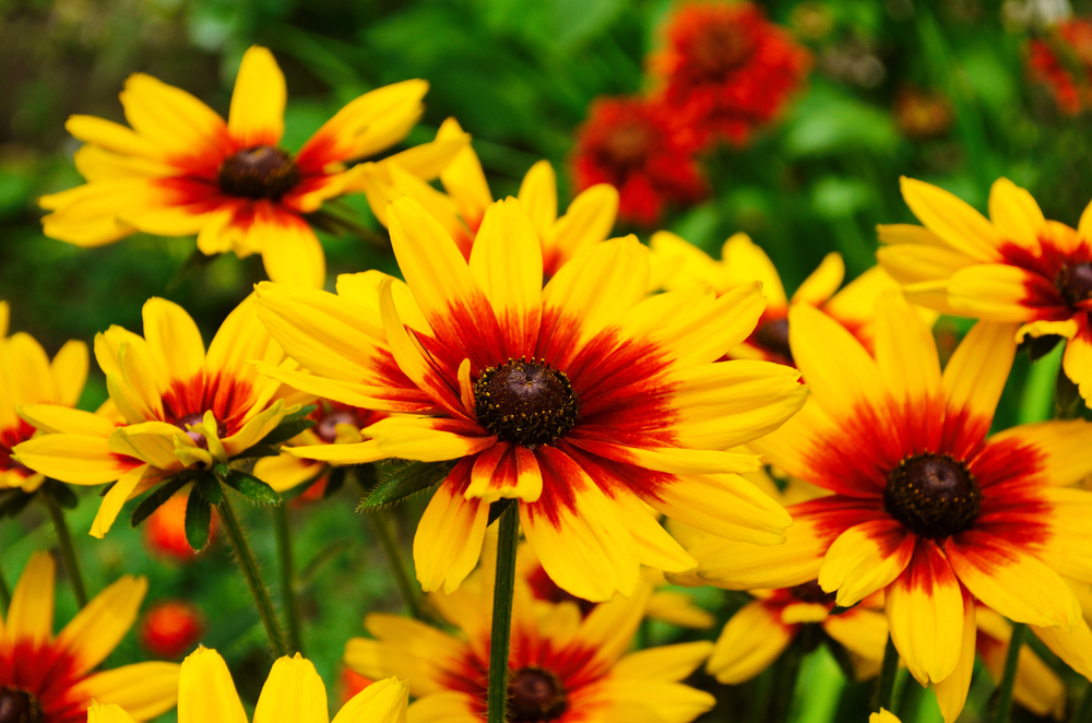 shutterstock_1801764259.jpg Quelles plantes choisir pour une exposition plein soleil