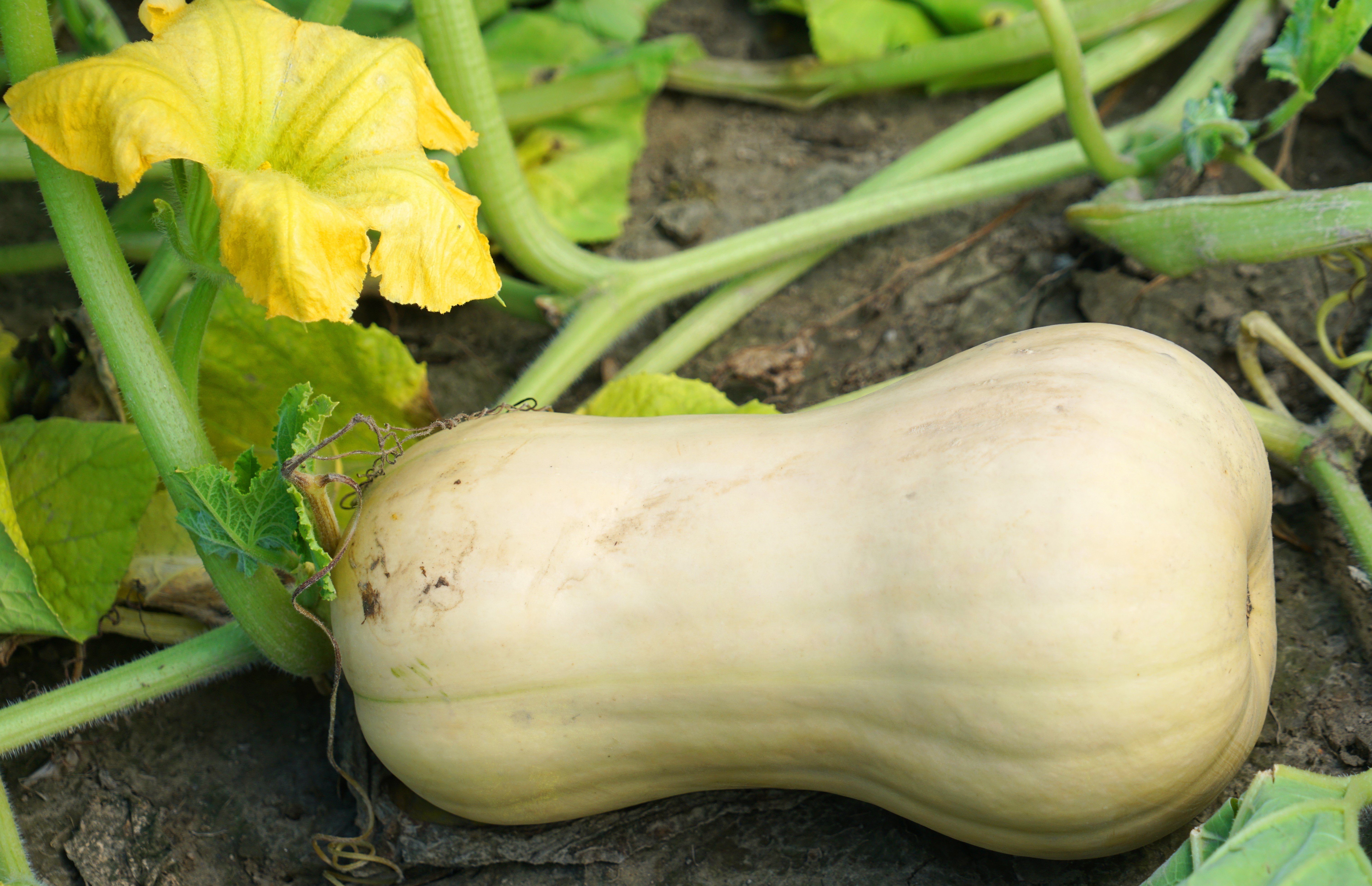 Types of butternut squash to grow