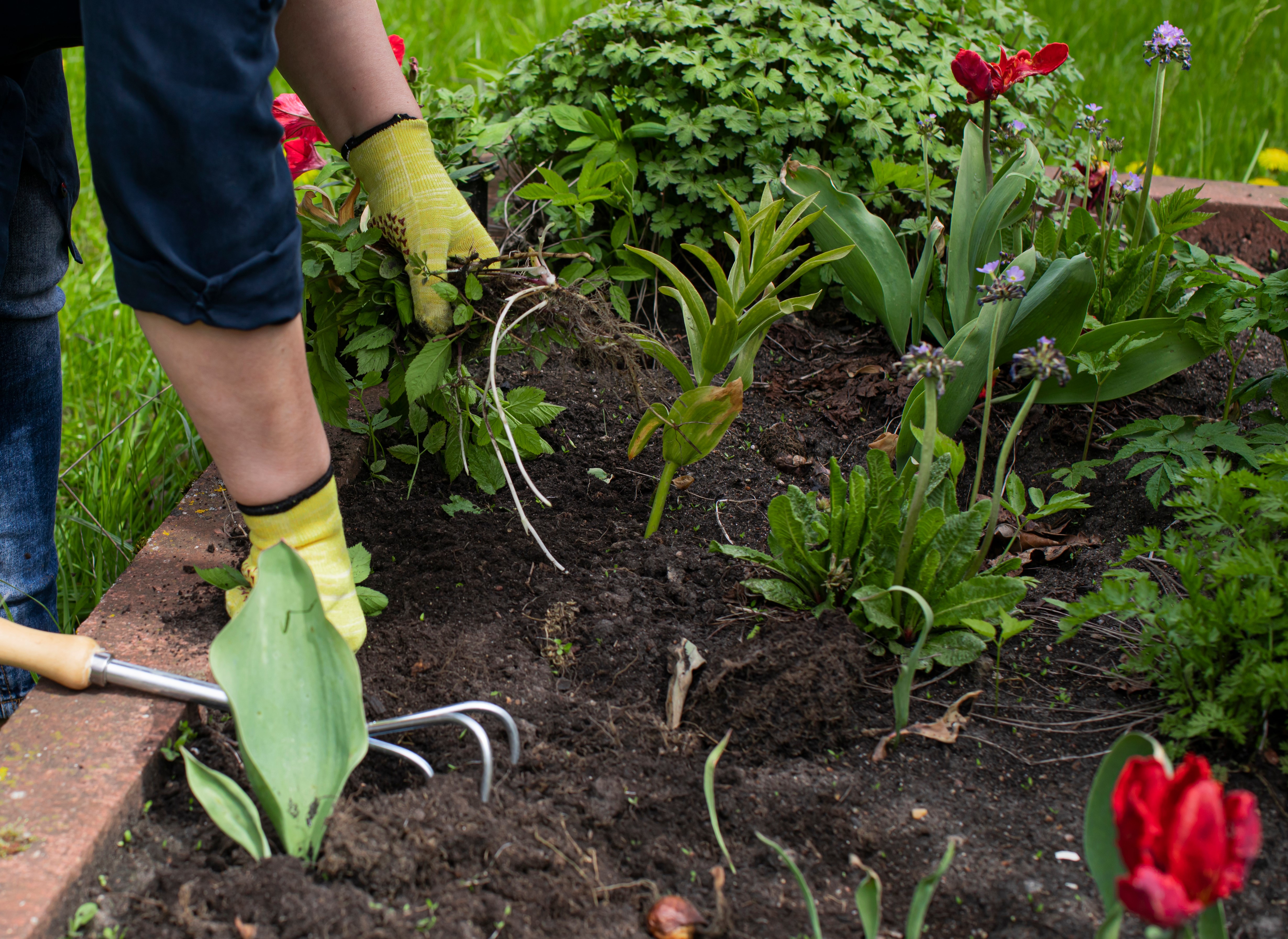 How to kill weeds in flower beds | Love The Garden