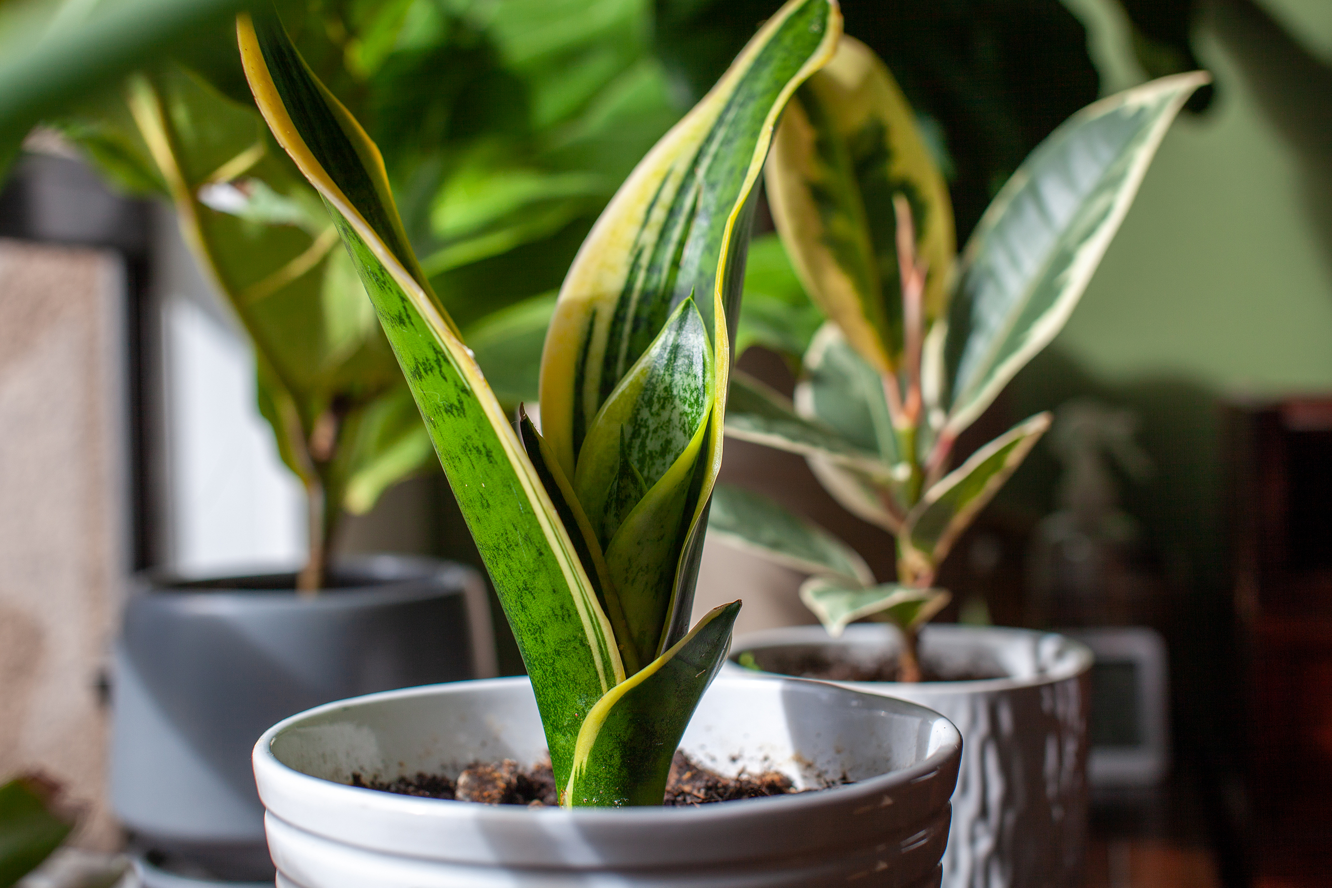 shutterstock_1832975827.jpg Snake plant | House Plants | David Domoney | Miracle FGro