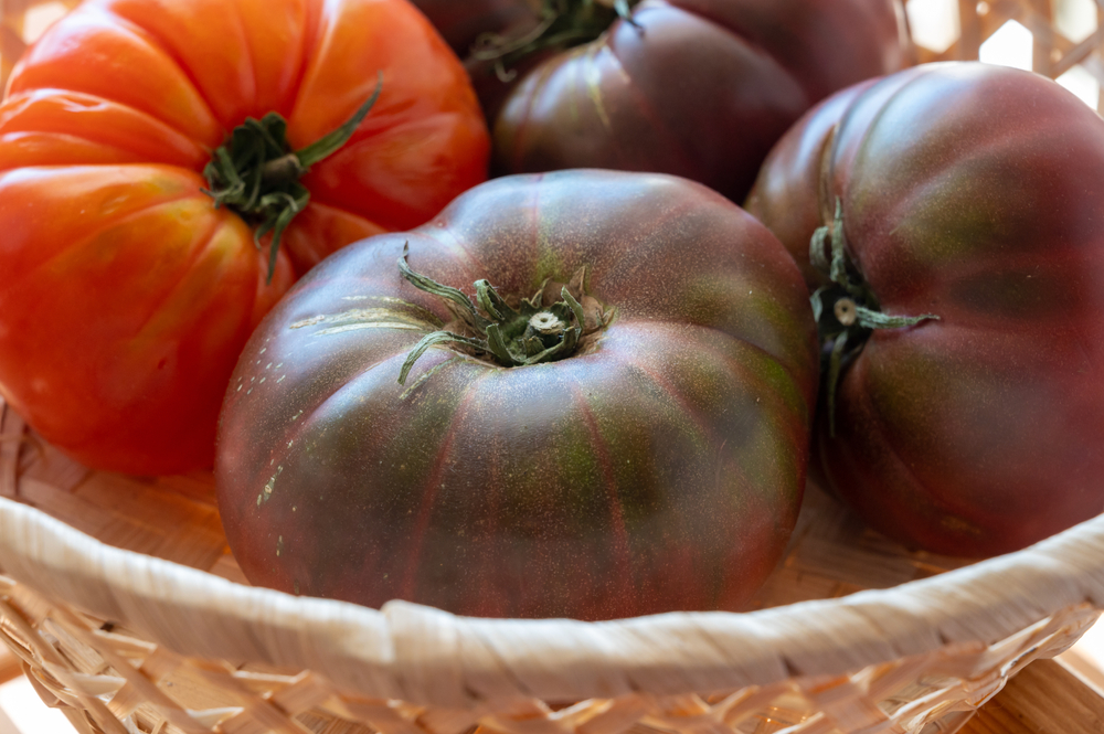 La culture des tomates