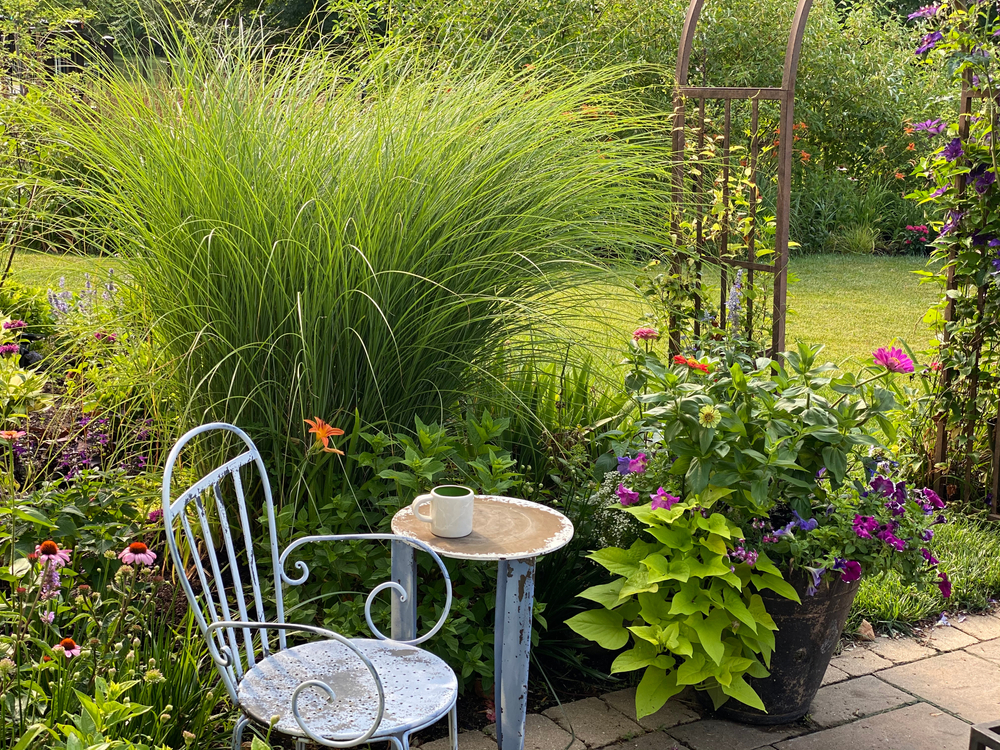 shutterstock_1883482567.jpg Planter du miscanthus dans son jardin