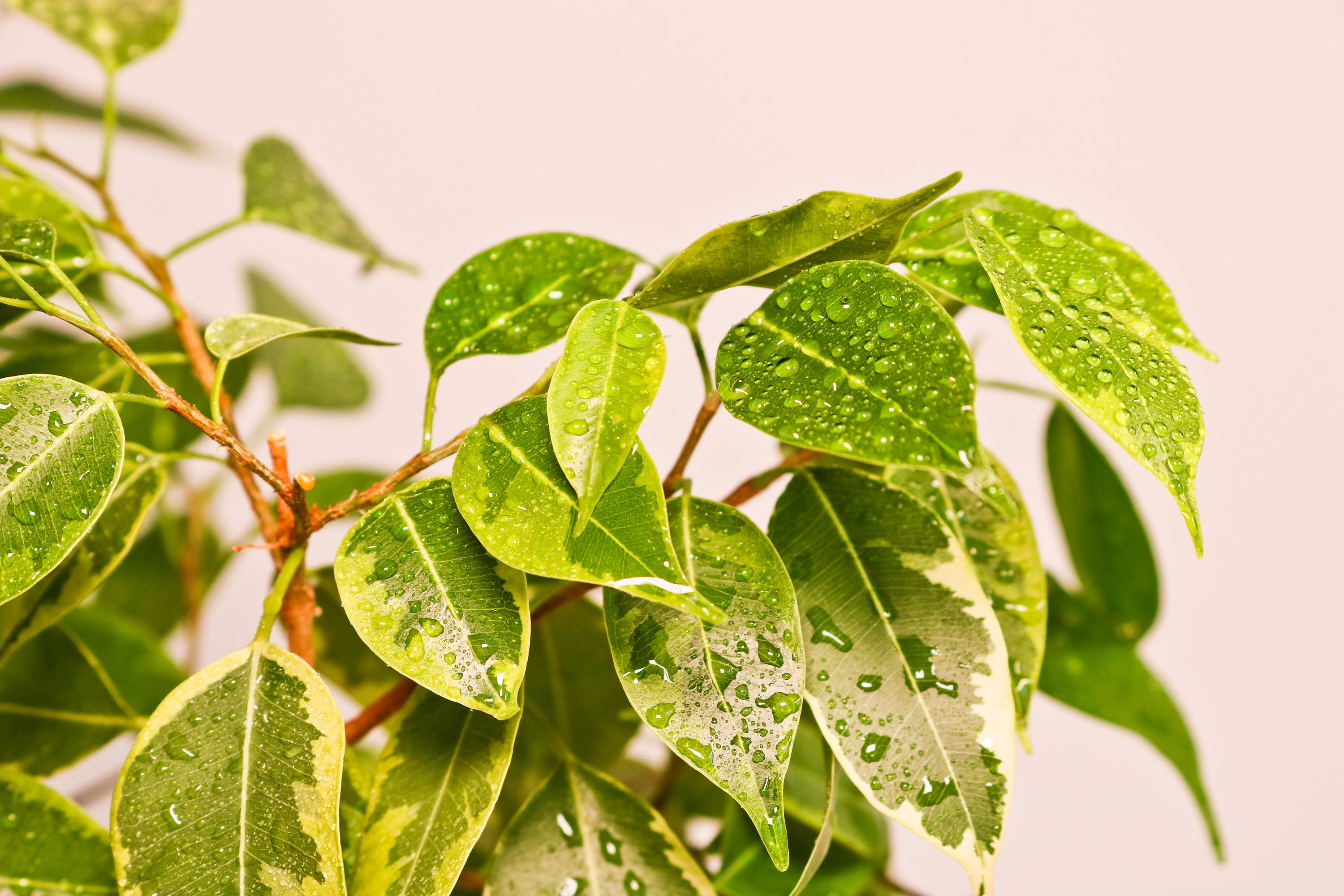 shutterstock_1903092790.jpg Home-boosting houseplants | David Domoney | Miracle-Gro