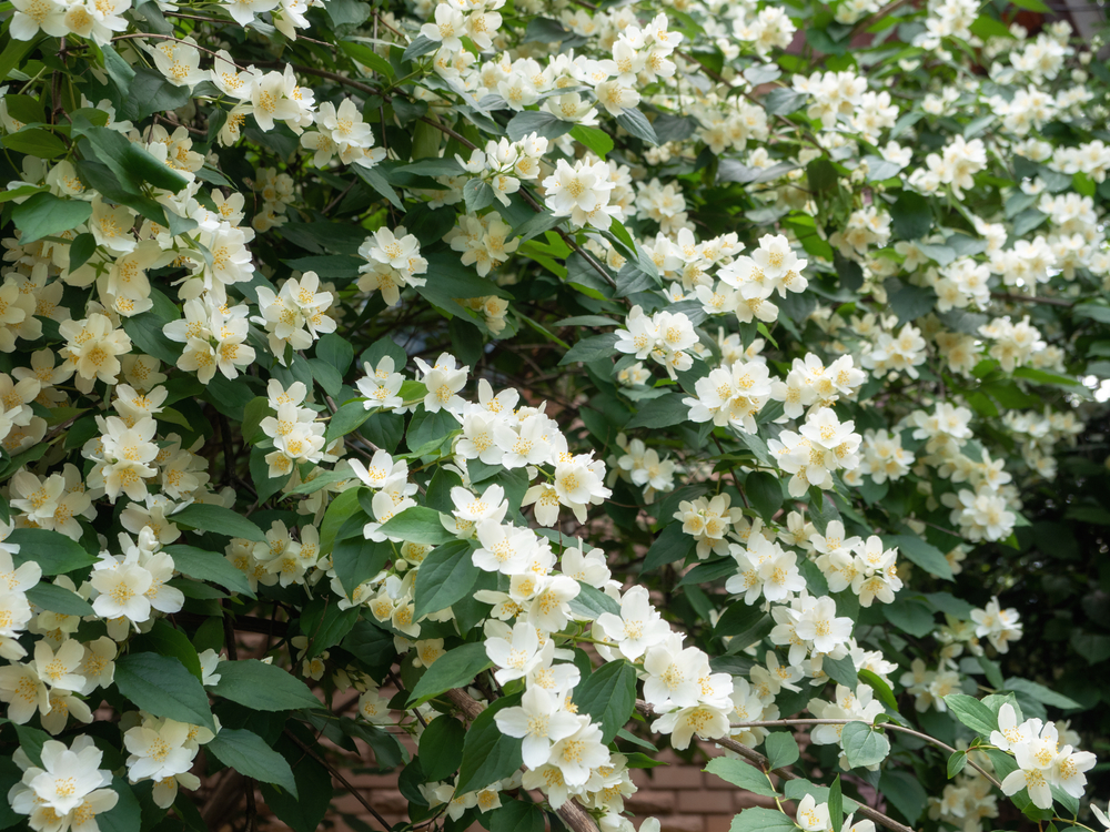 shutterstock_1903494967.jpg Les plantes méditerranéennes