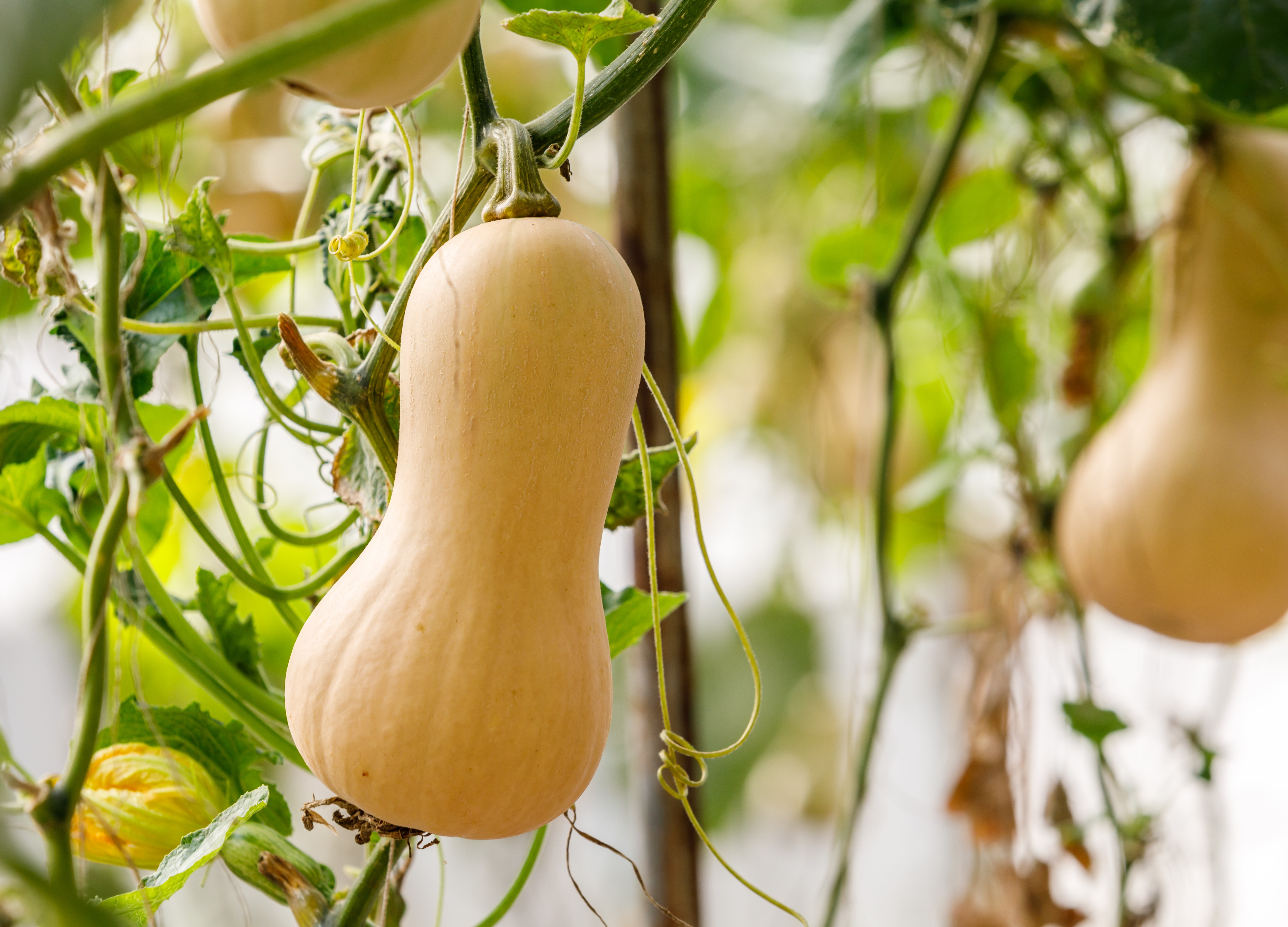 shutterstock_1904415940.jpg Love the Garden / Butternut Squash / Growing