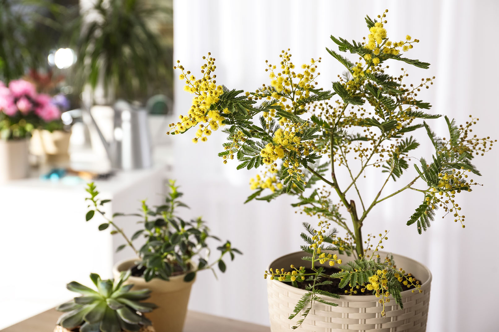 shutterstock_1917178469_1.jpg Cultiver la mimosa en pot