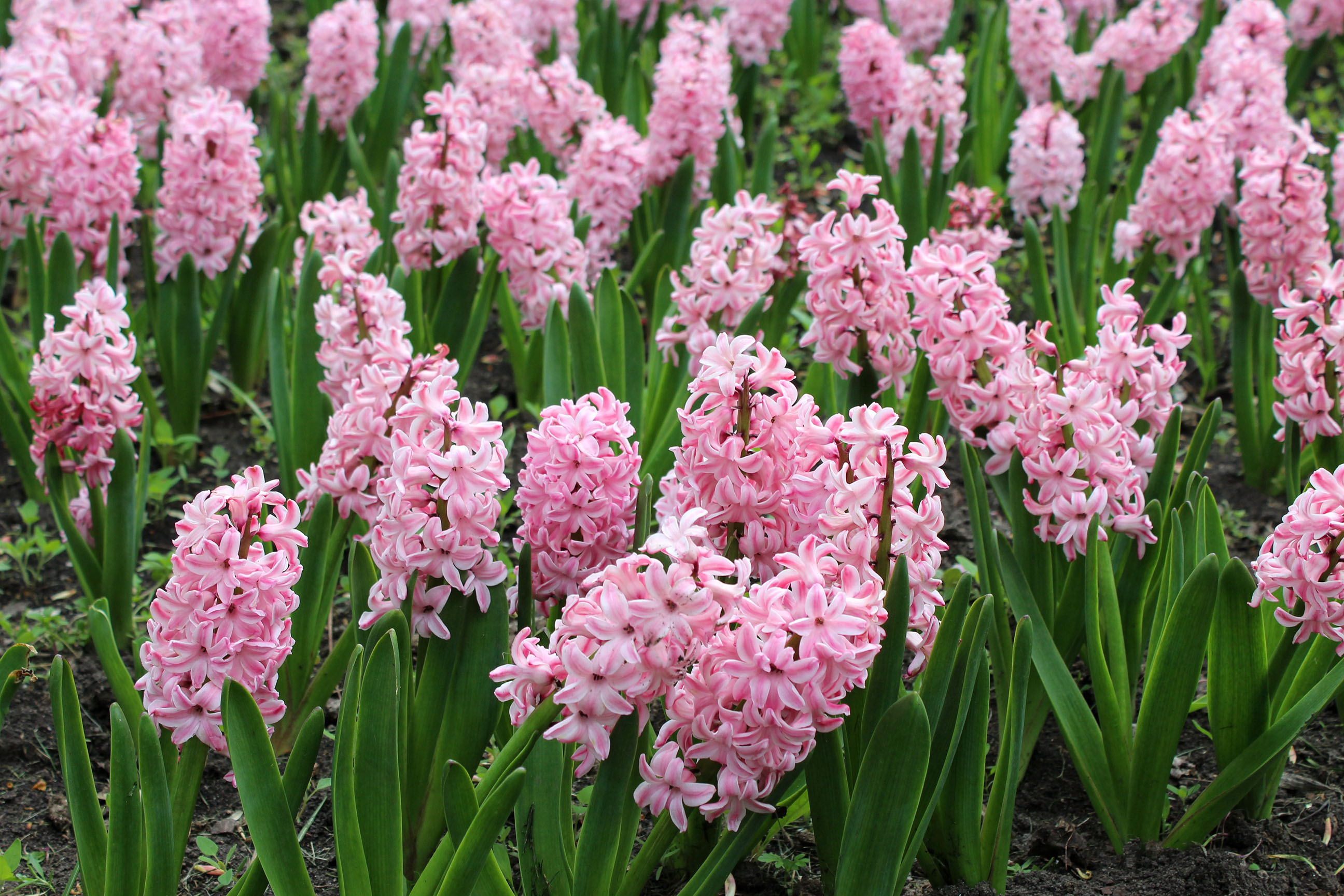 shutterstock_1923645197.jpg Winter bulbs | David Domoney | Miracle-Gro