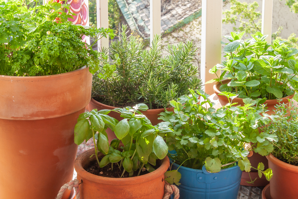 shutterstock_1938761233.jpg Cultiver des plantes aromatiques sur un balcon