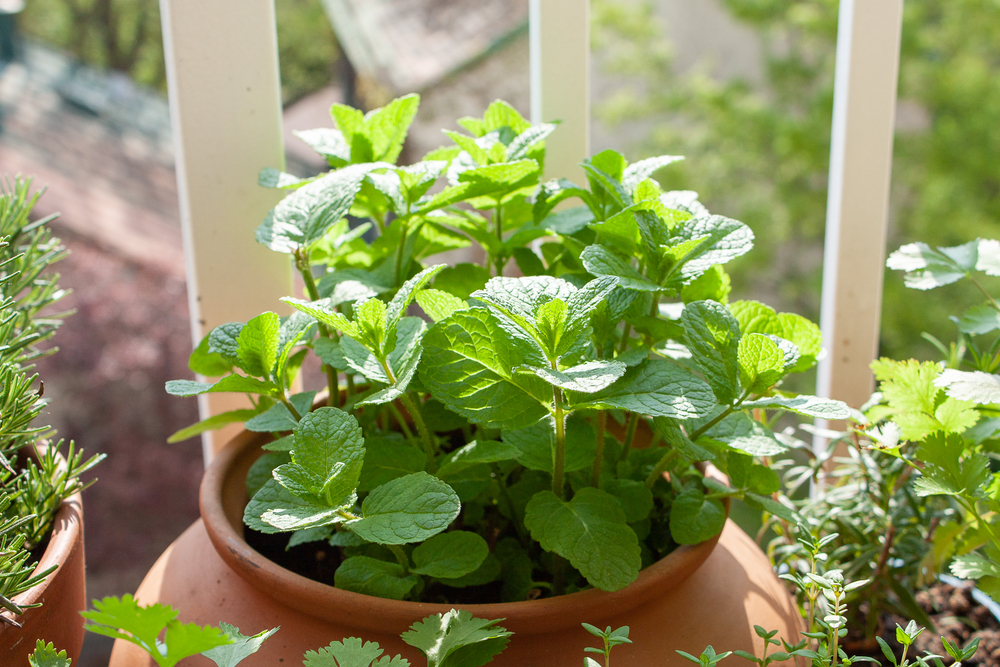 shutterstock_1939388482.jpg Cultiver des herbes aromatiques sur un balcon