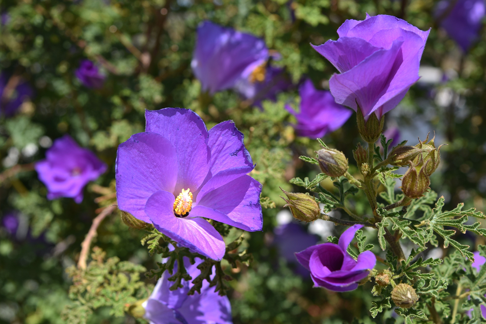 shutterstock_1940522626.jpg Les arbustes à fleurs violettes