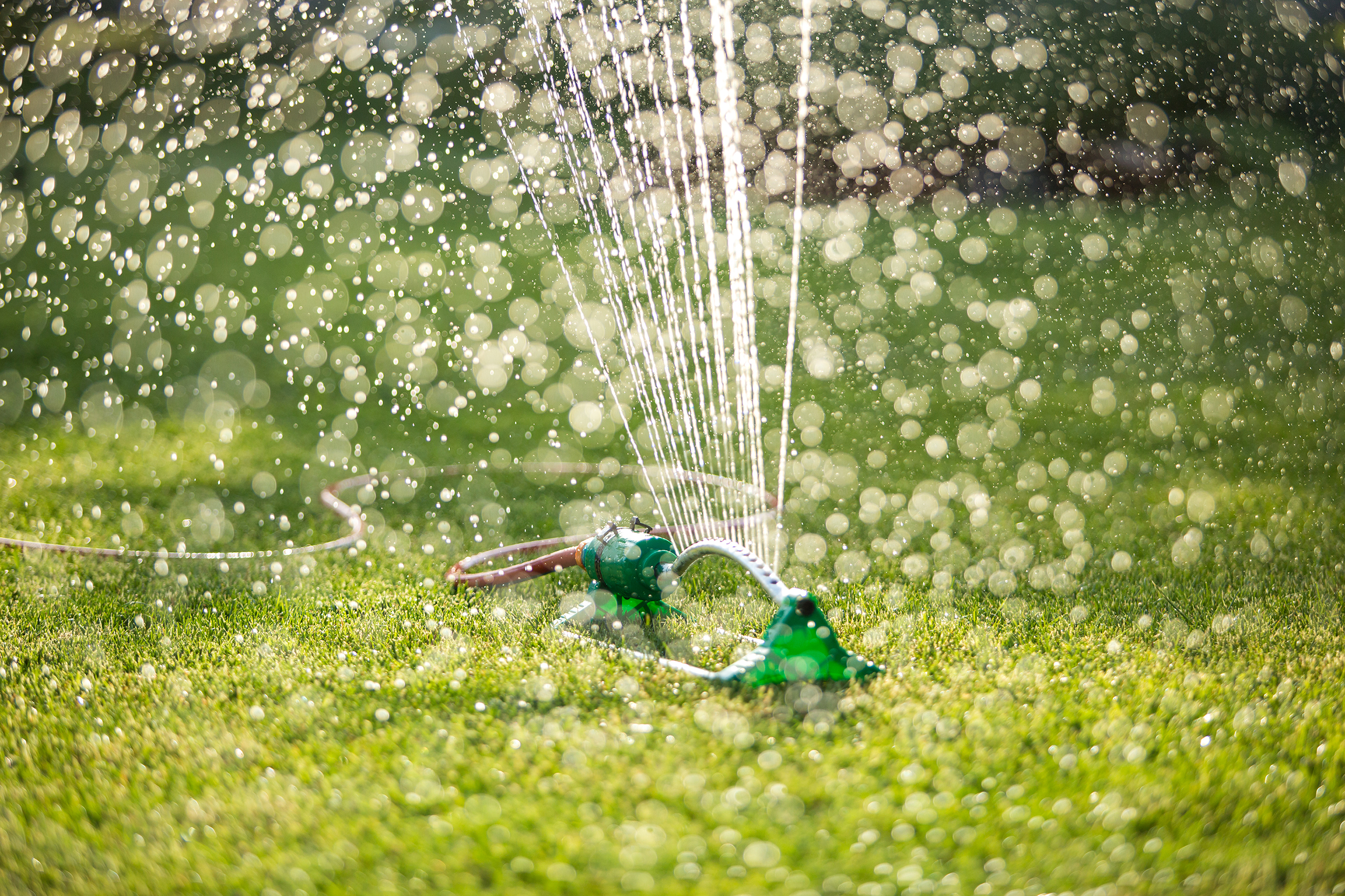 First cut and feed | David Domoney | Miracle Gro