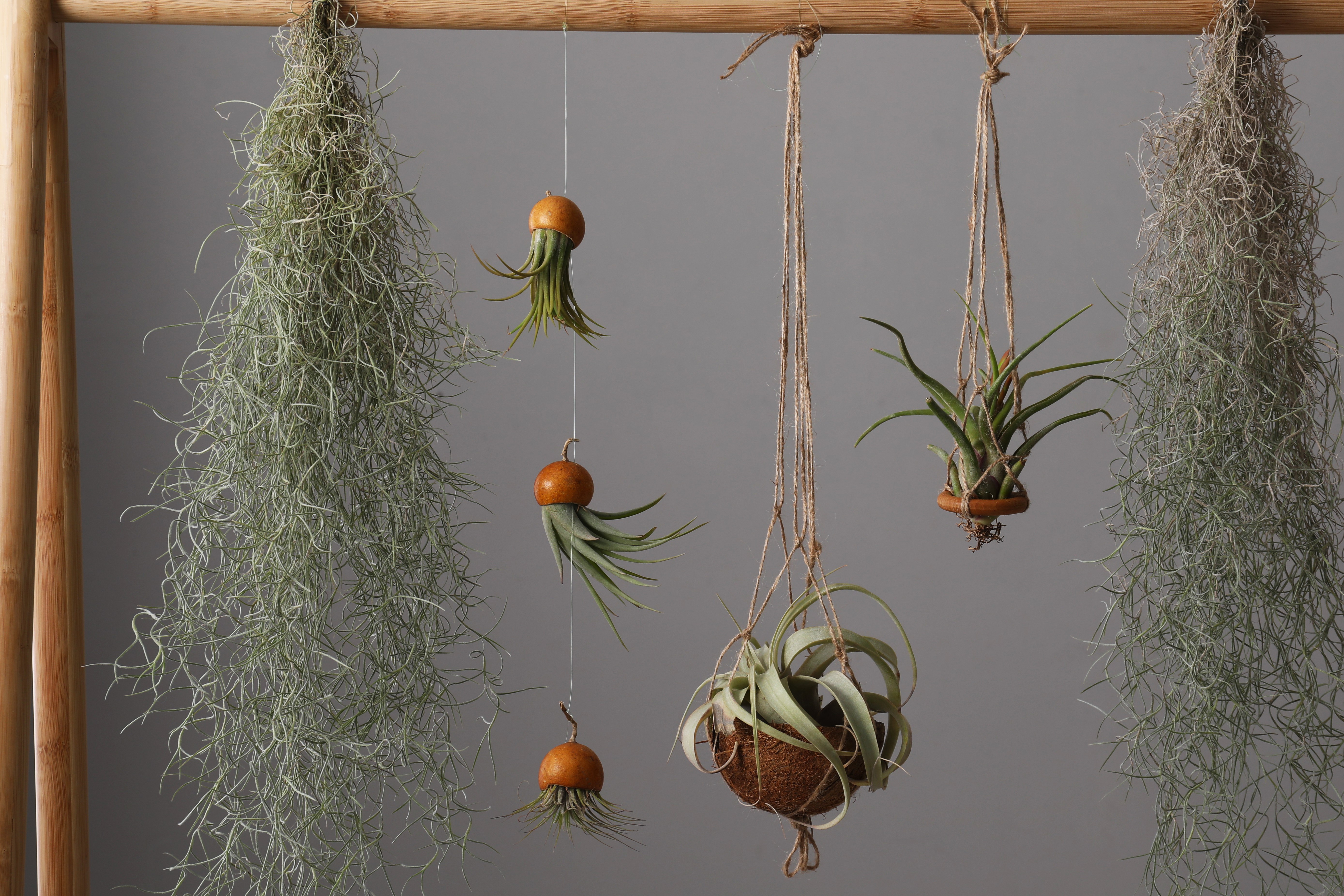 shutterstock_1964171287.jpg Air Plants Hanging