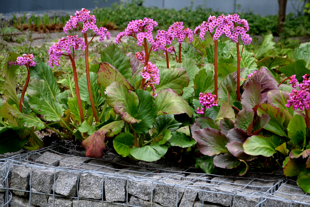 shutterstock_1969960732.jpg Tout savoir sur le bergenia