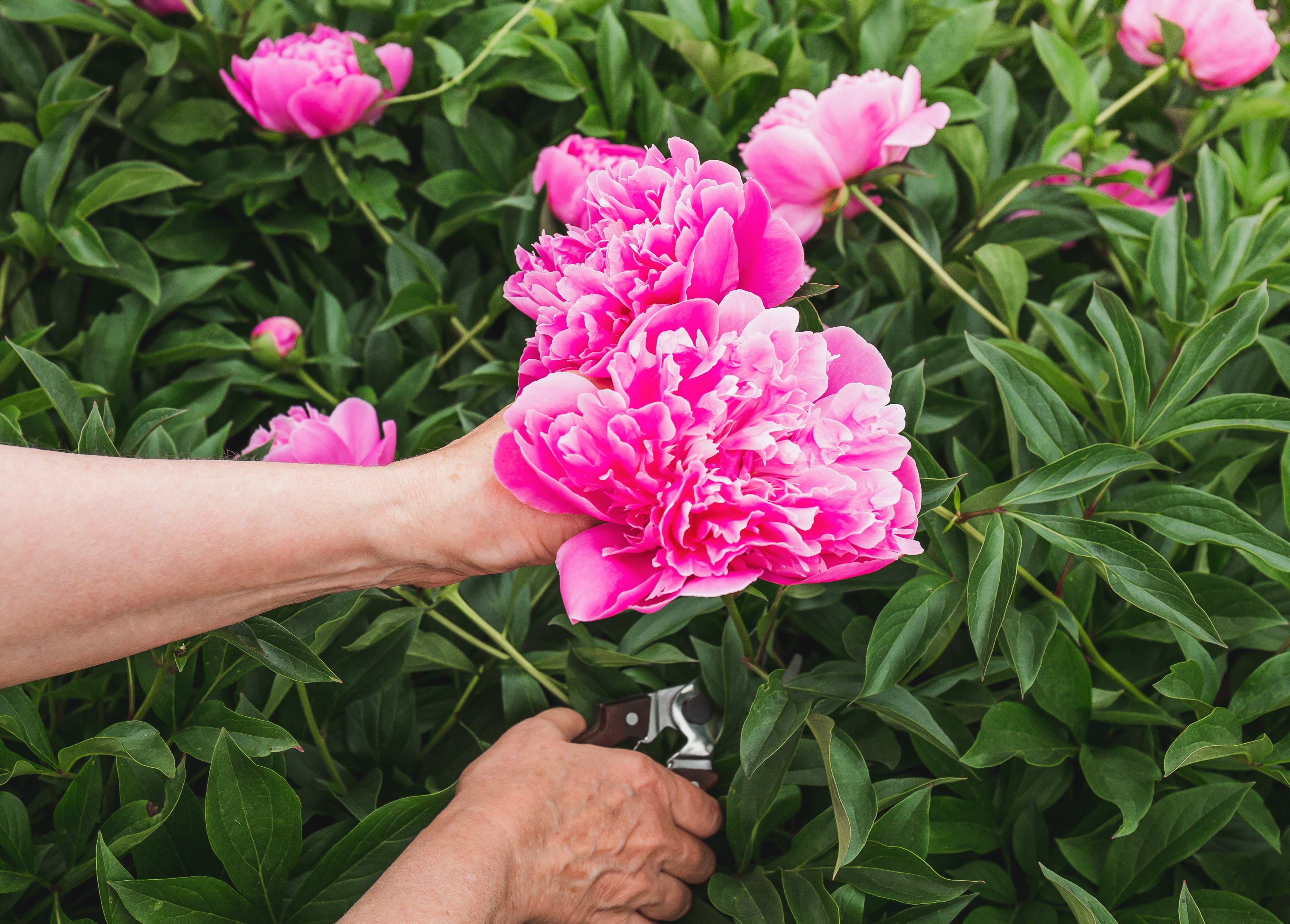 shutterstock_1979254733.jpg Peonies being Pruned