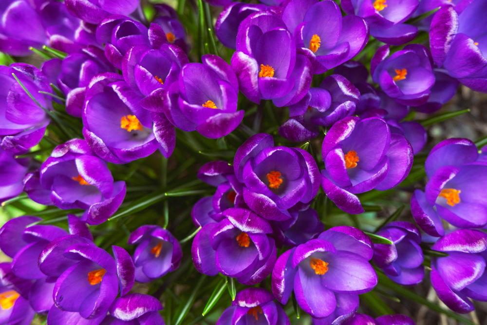 shutterstock_1983983816.jpg Cultiver son safran