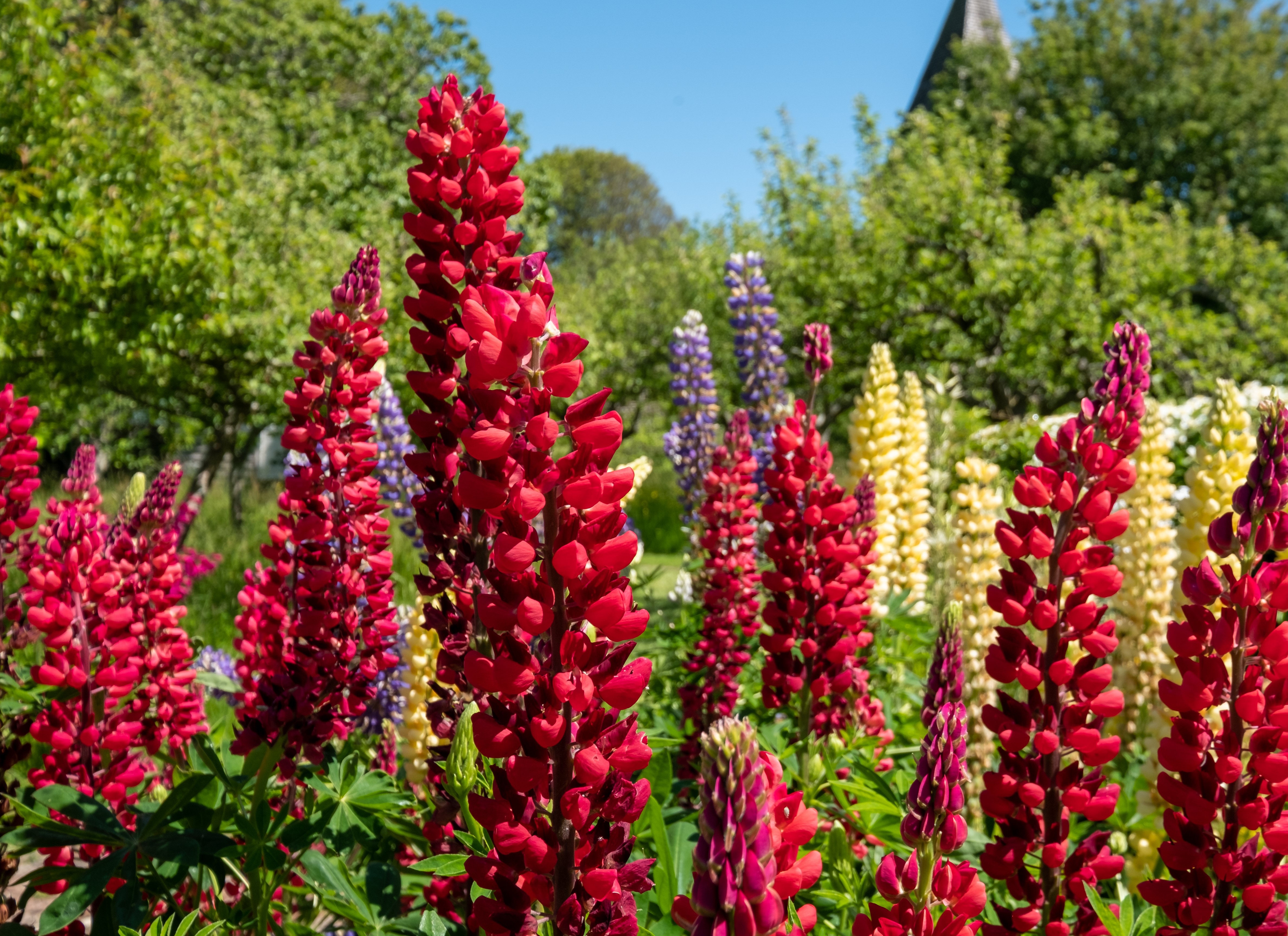 shutterstock_1991774180.jpg Love the Garden / Lupin/ Growing