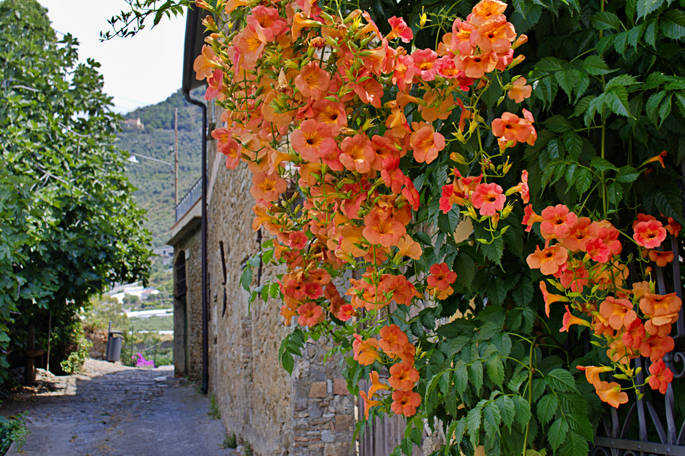 shutterstock_2011708583.jpg Planter une plante grimpante