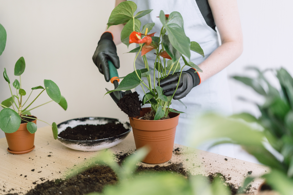 shutterstock_2015073566_0.jpg Rempoter un anthurium