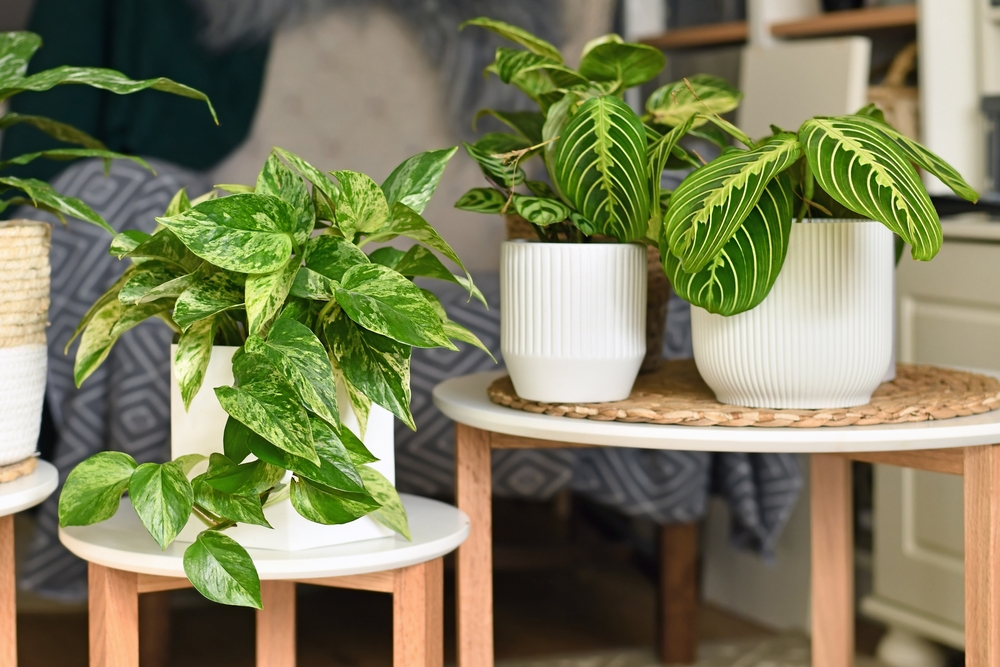 shutterstock_2033094323_0.jpg Les plantes dépolluantes