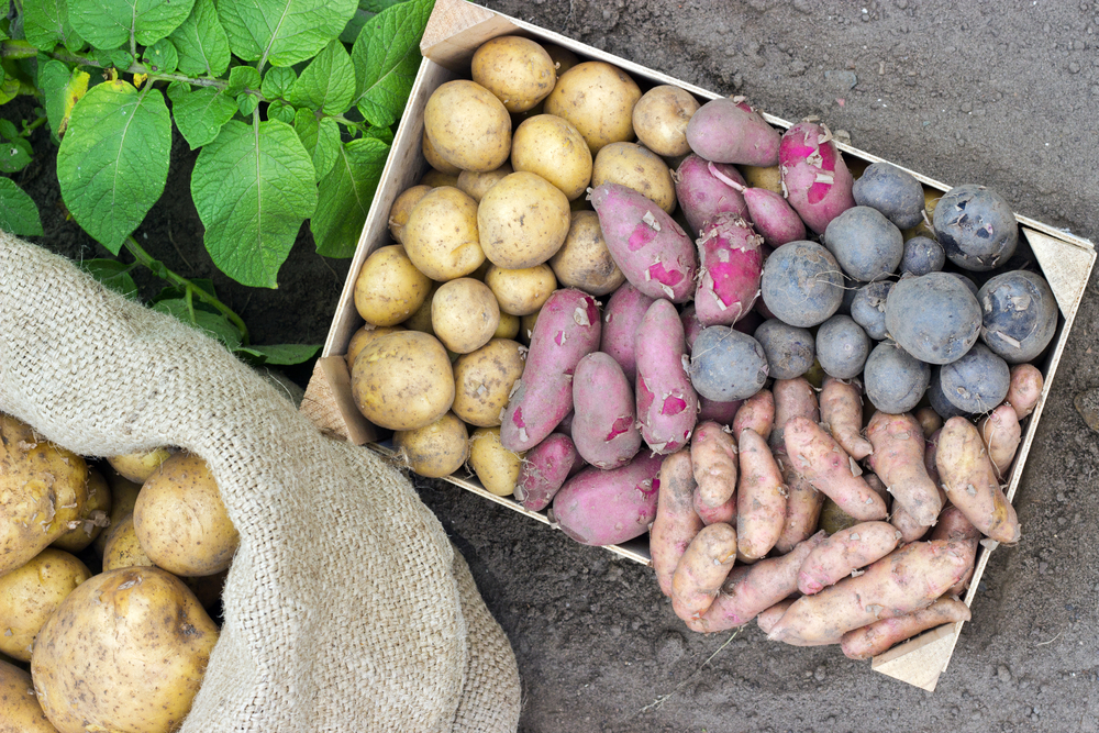 Les différentes variétés de pomme de terre