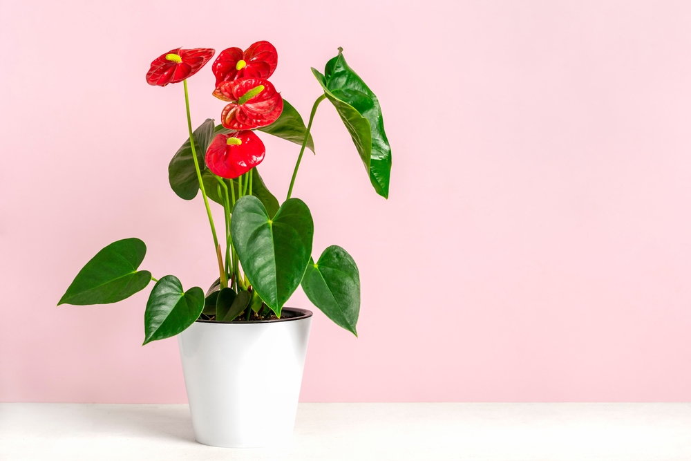 shutterstock_2041300787.jpg Quelles astuces pour entretenir un anthurium