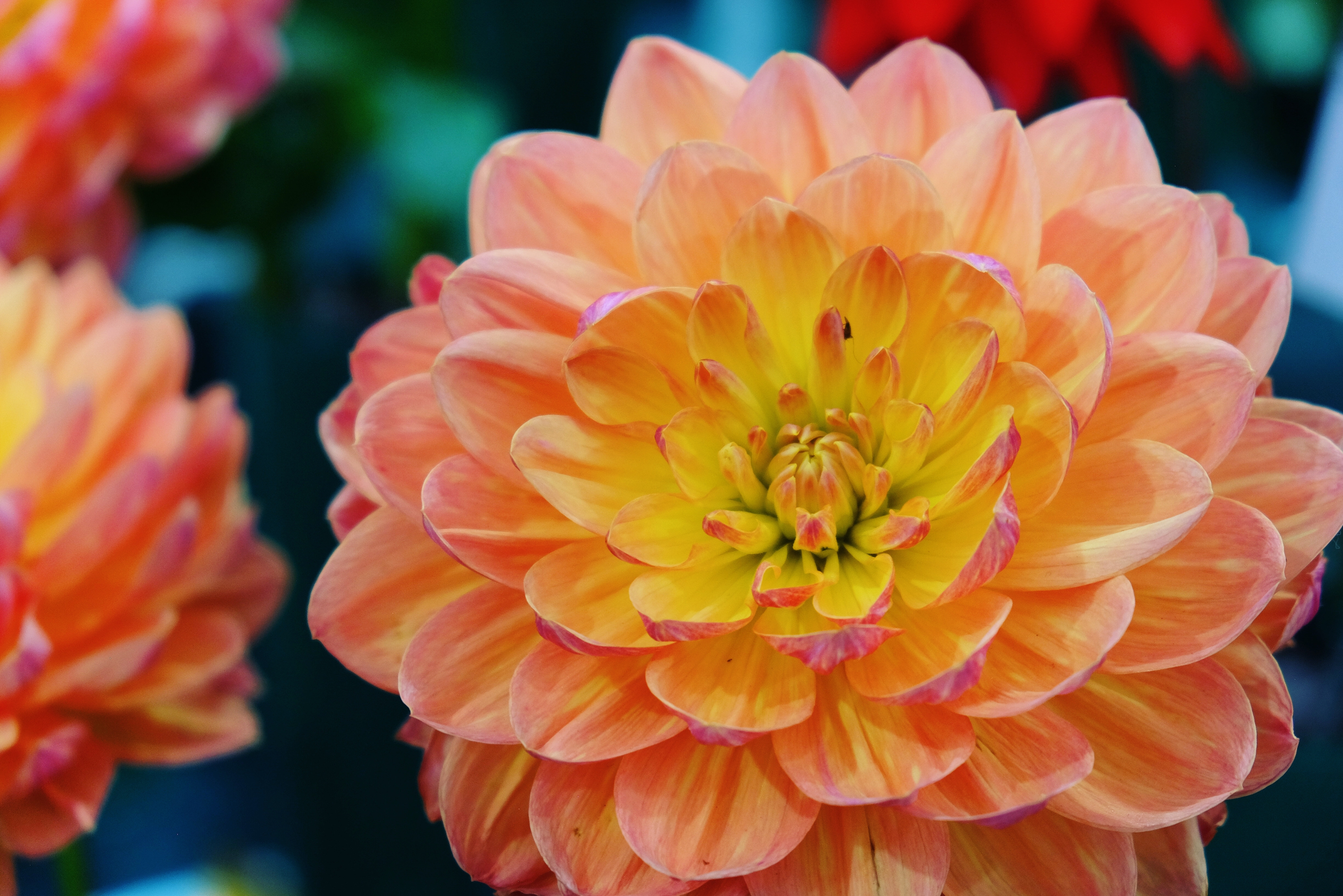 shutterstock_2043895718.jpg Summer bulbs | David Domoney | Miracle-Gro