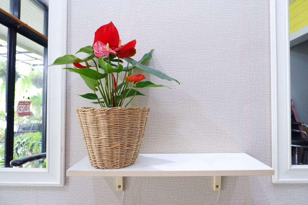 shutterstock_2057500988.jpg Bien entretenir son anthurium