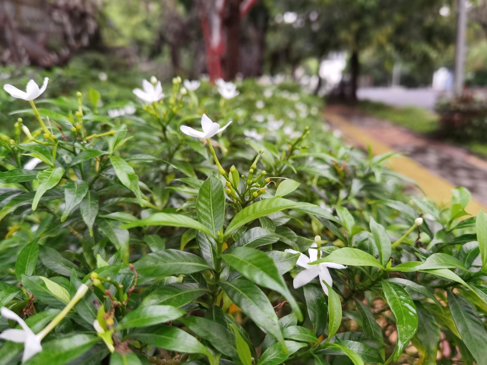 Planter un jasmin