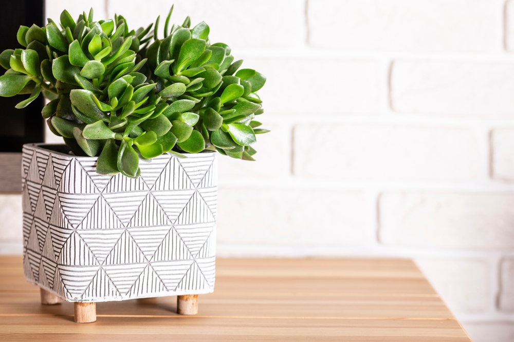 Comment planter des succulentes en pleine terre ? - Wepot