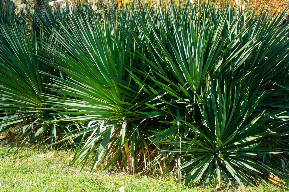 shutterstock_2073979490.jpg L'entretien du yucca