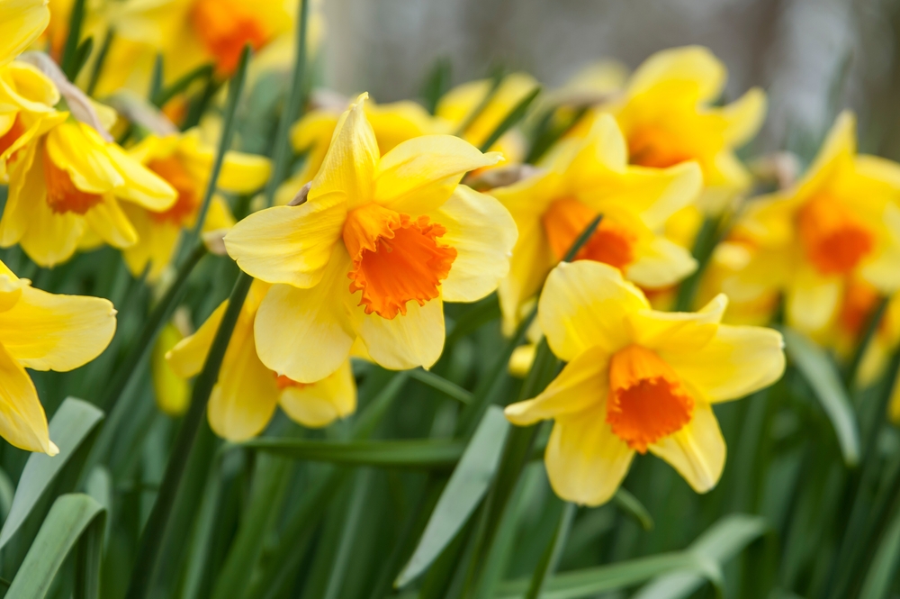 shutterstock_2085717070.jpg les jonquilles