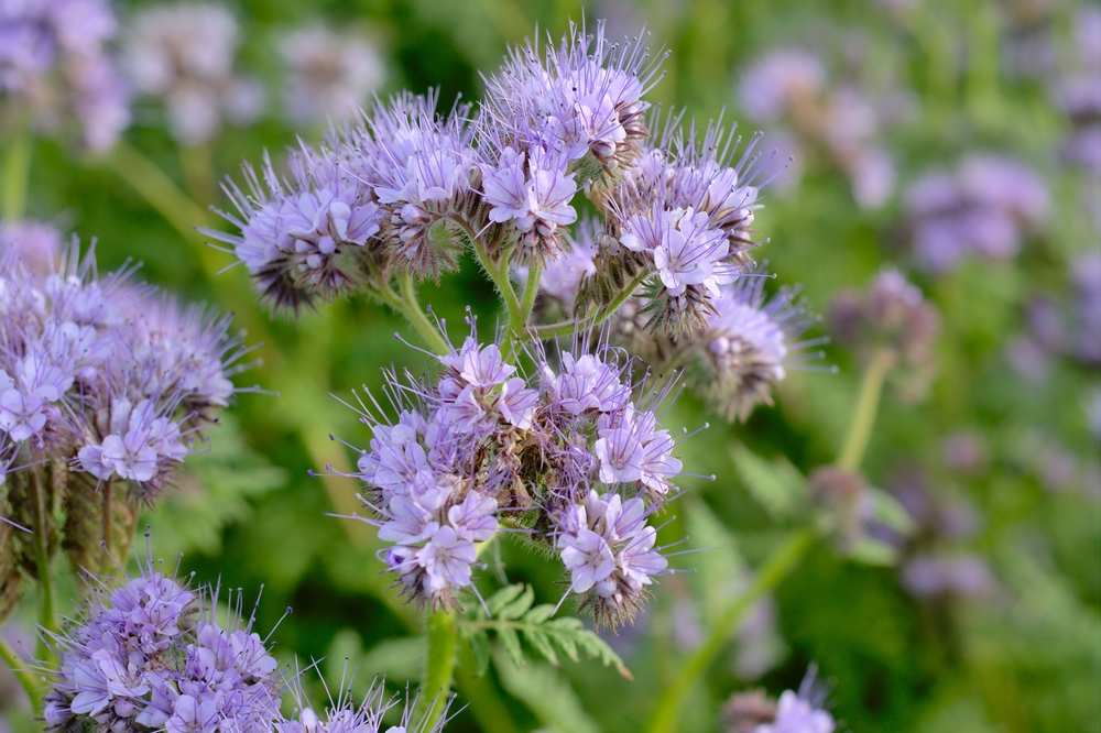 shutterstock_2087114188.jpg Planter des plantes mellifères