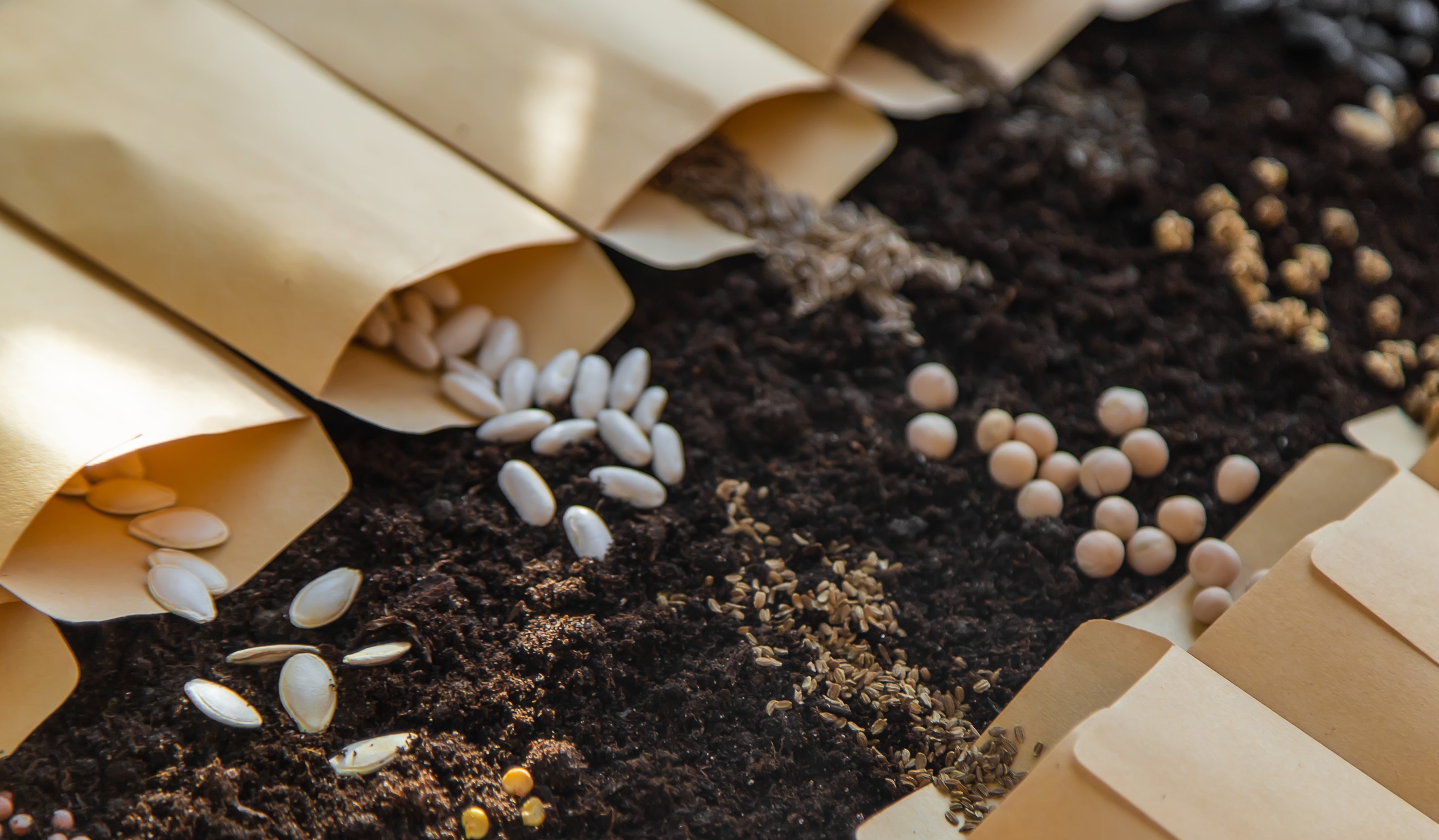 List of 10+ Step by step how to germinate seeds 5 A guide to germinating seeds
