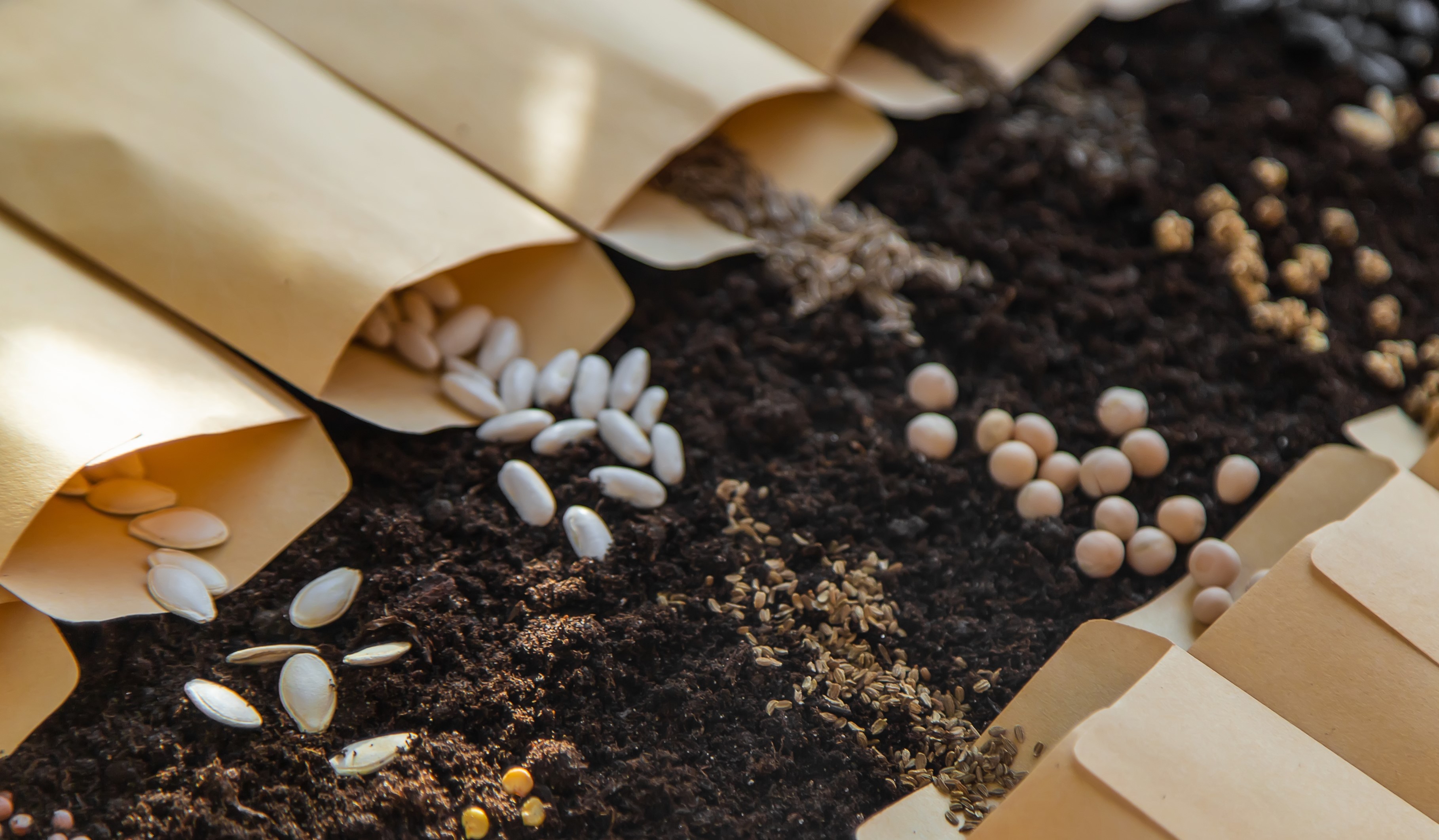  A guide to germinating seeds