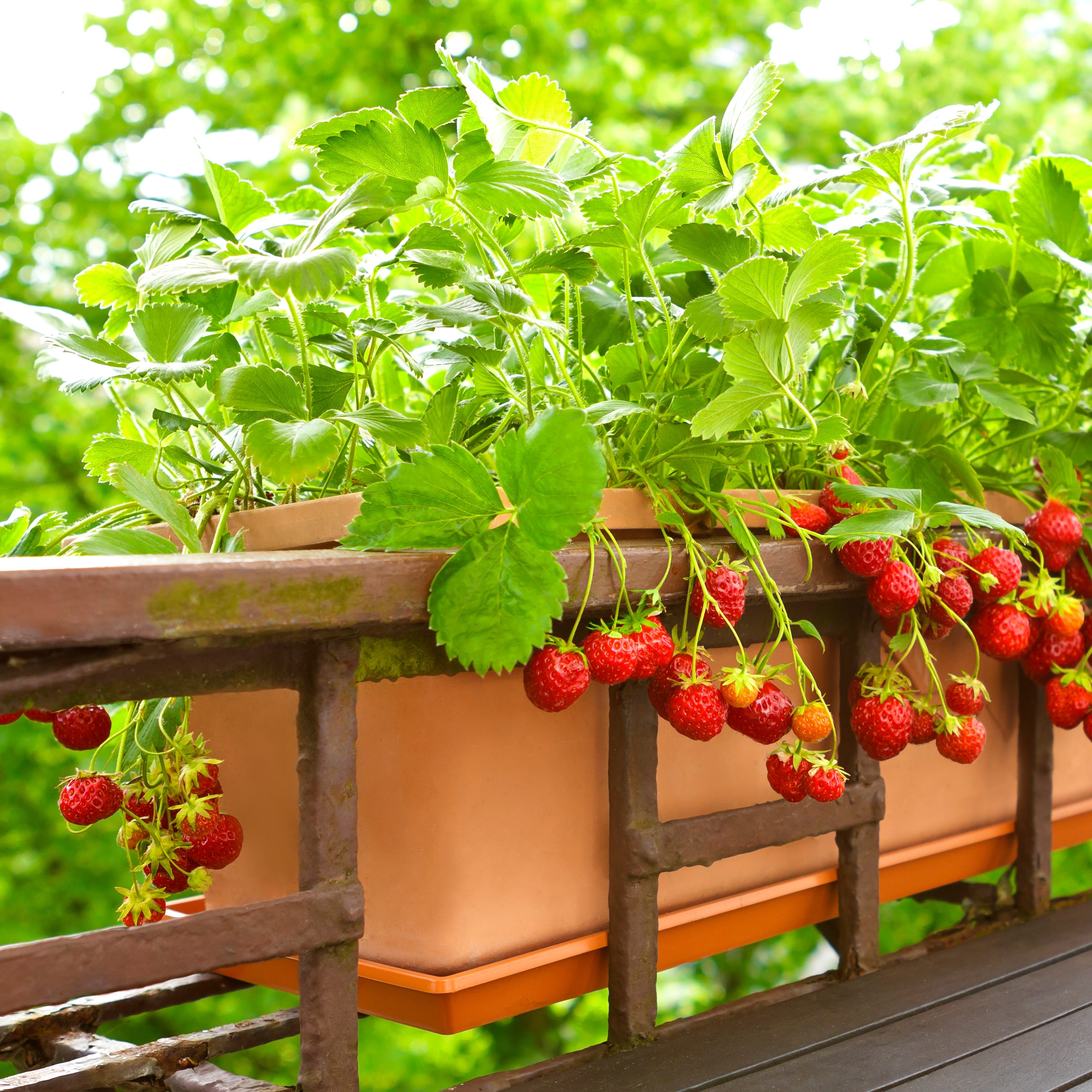 shutterstock_2109671477_2.jpg Strawberries growing in a pot that fits over a rail