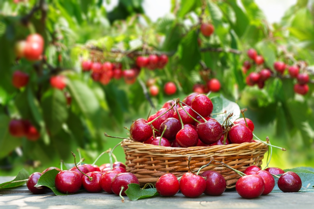 shutterstock_2118789188.jpg Planter un arbre fruitier