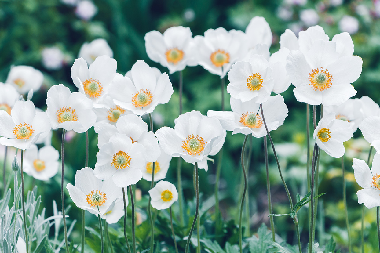 shutterstock_2134735469.jpg Tout savoir sur l'anémone de printemps