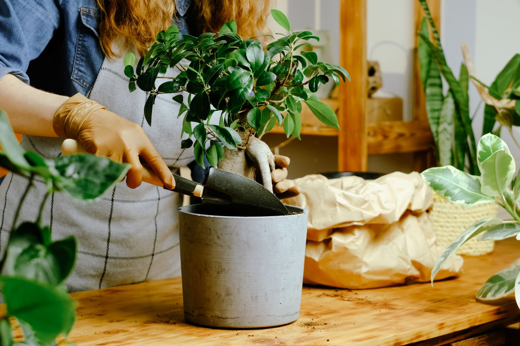 shutterstock_2135501519.jpg Le rempotage des plantes de la maison