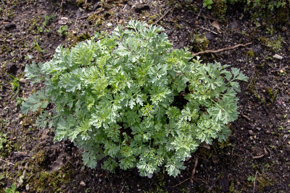 shutterstock_2135895677.jpg Planter de l'absinthe