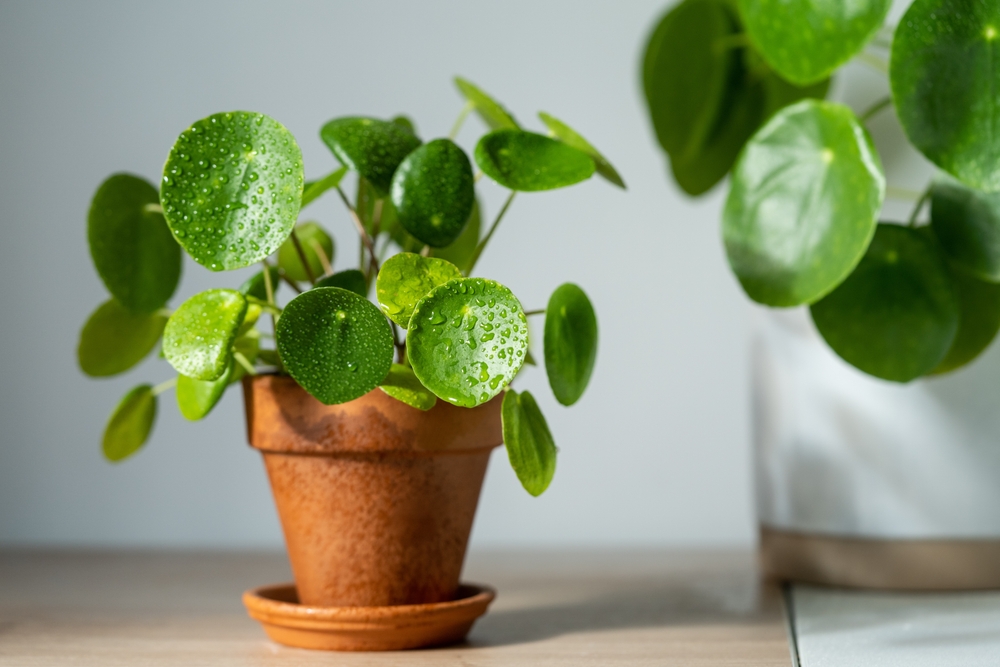 Conseils pour planter un pilea