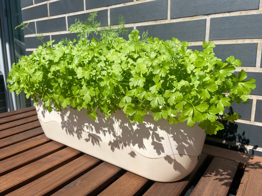 shutterstock_2171435113.jpg Cultiver des herbes aromatiques sur un balcon