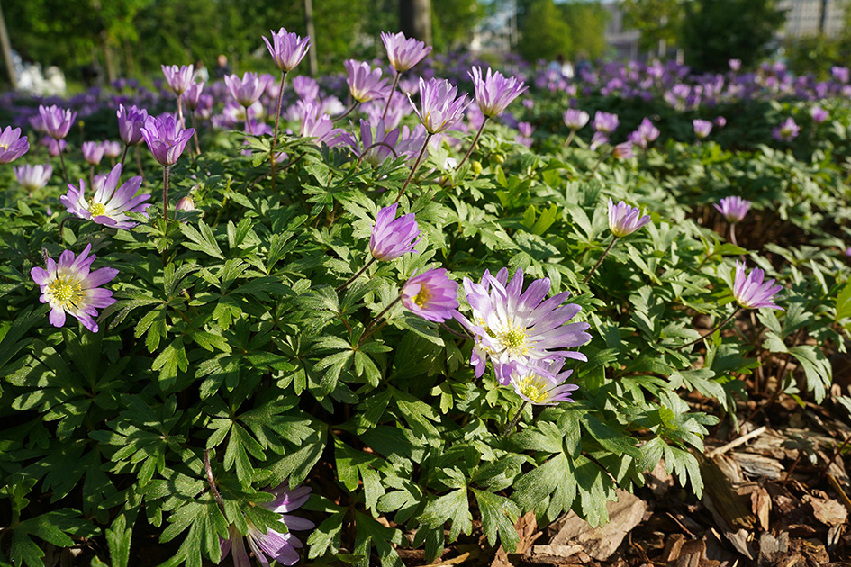 shutterstock_2178401529.jpg Tout savoir sur l'anémone de printemps