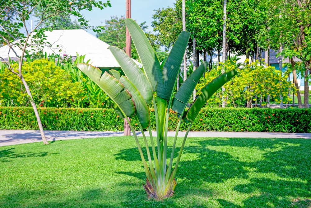shutterstock_2191266221.jpg Planter un bananier en pleine terre