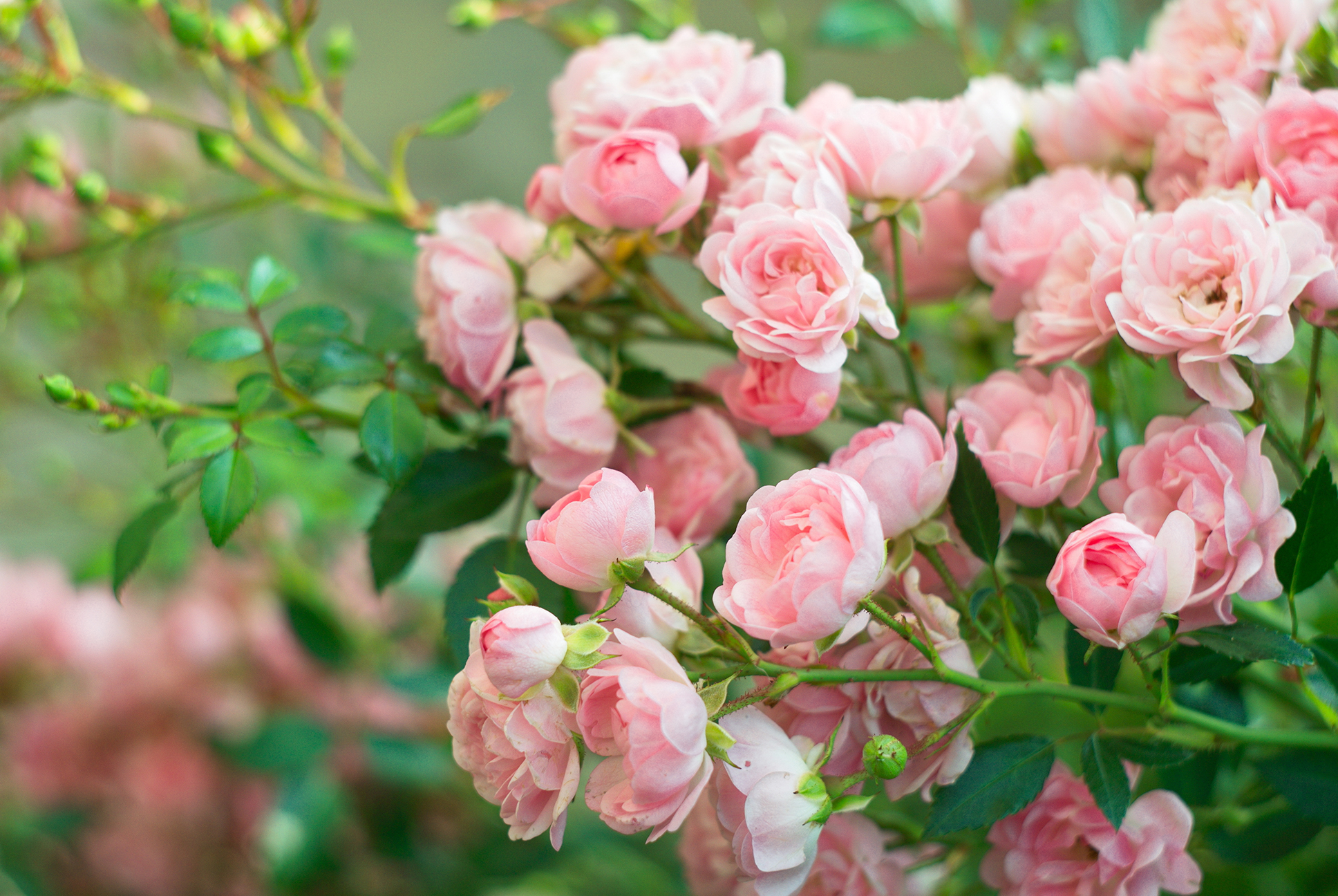 shutterstock_223371799.jpg Caring for roses | David Domoney | Miracle Gro