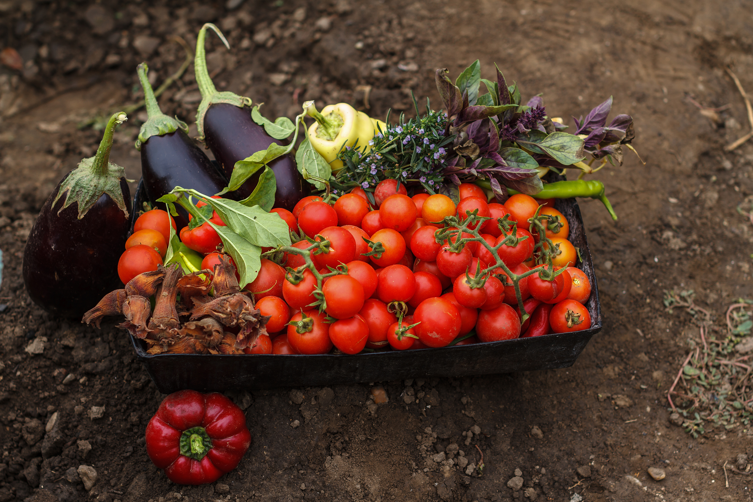 shutterstock_223575574.jpg Feed your fruit and veg - Love The Garden