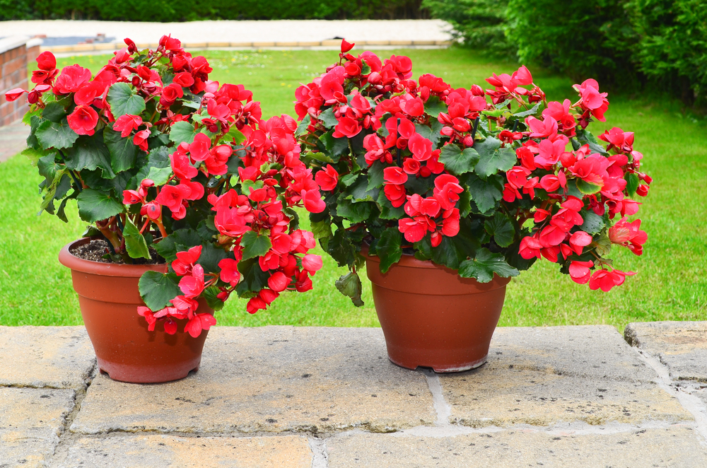 shutterstock_275830055.jpg Comment planter et entretenir son bégonia