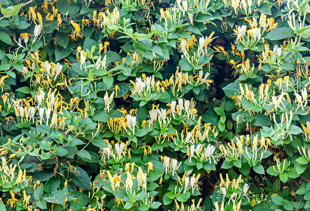 shutterstock_283795241_0.jpg Planter un arbuste odorant