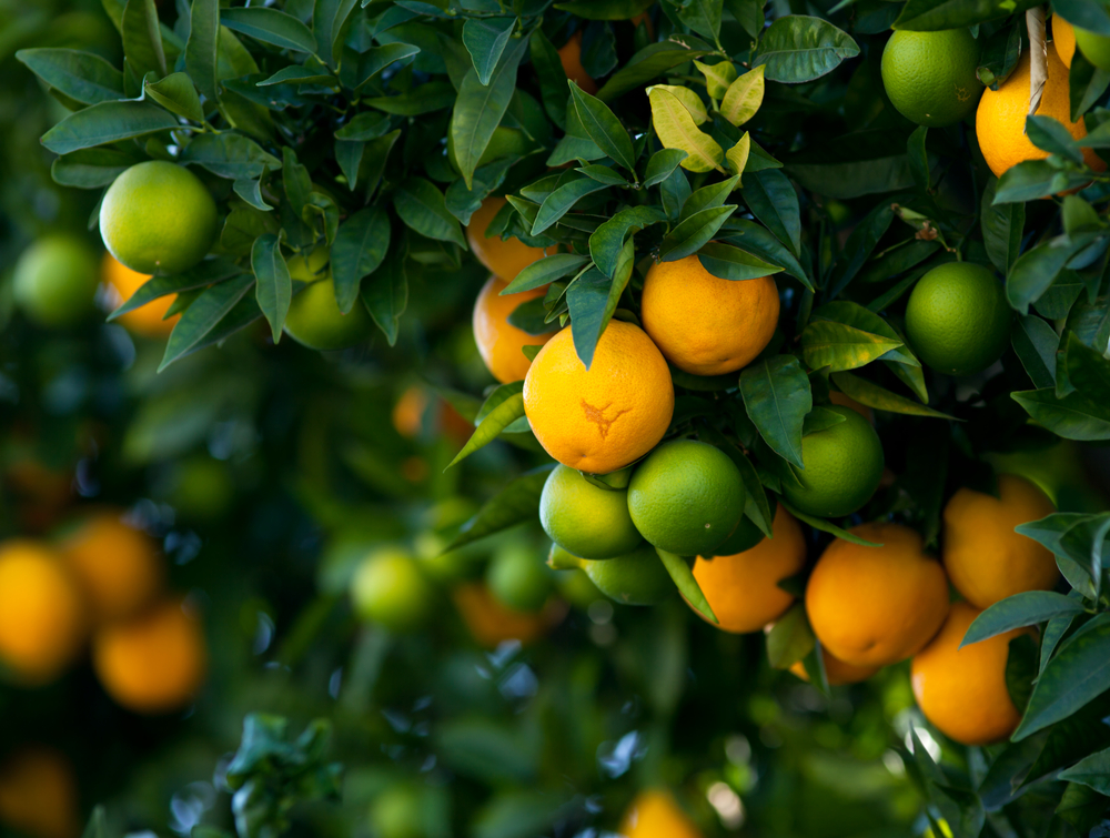 shutterstock_285142925_0.jpg Agrumes et plantes méditerranéennes : Récolte, Utilisation