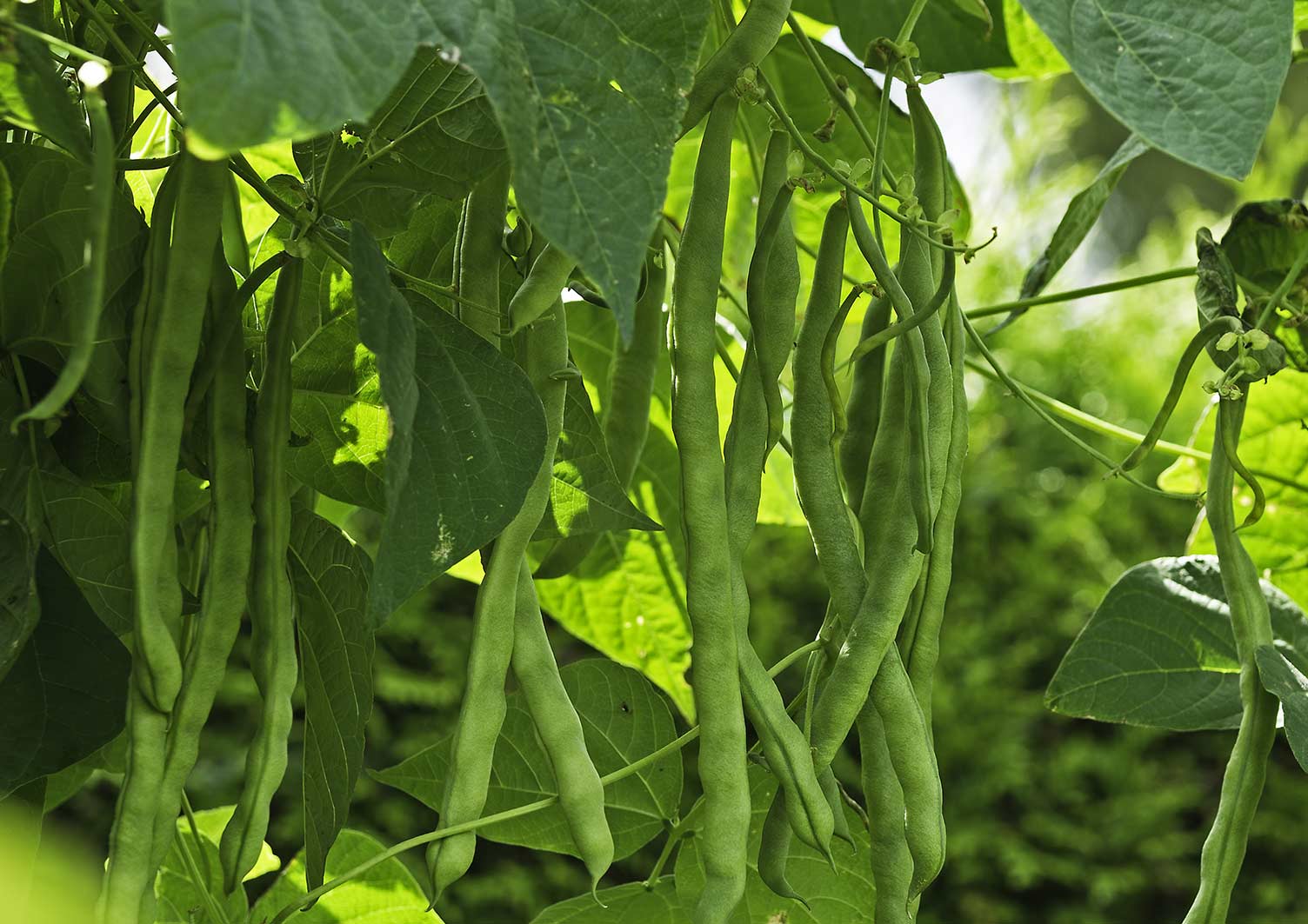 shutterstock_285289676.jpg Love the Garden / French Bean / Growing