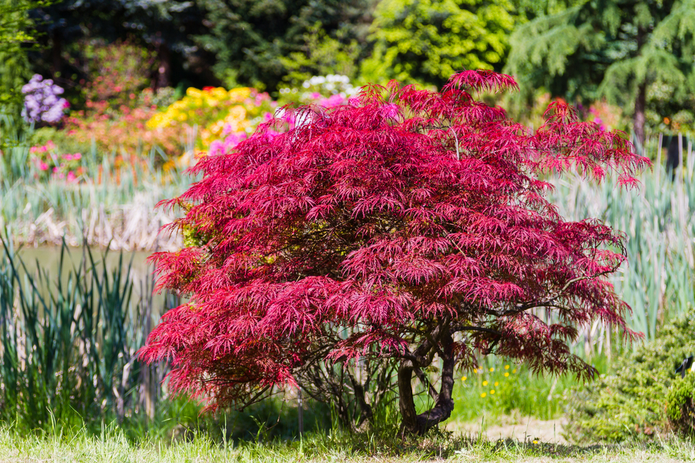 Planter un érable du Japon